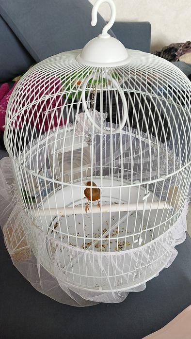 Канарейка поющий самец