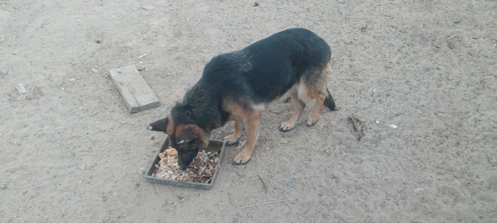 Немецкий овчарка