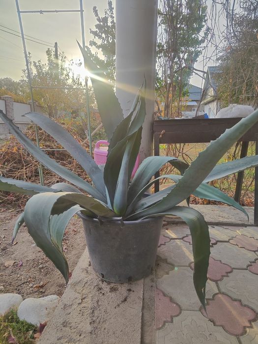 Большая Голубая Агава