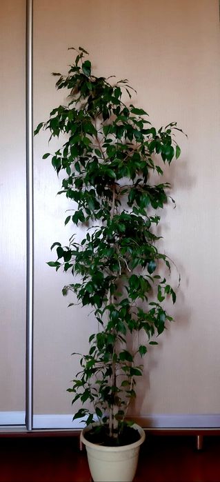 Продам высокие комнатные растения