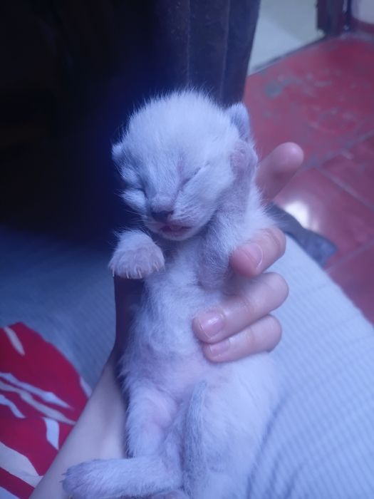 Мысыктар бар тегын берыледы