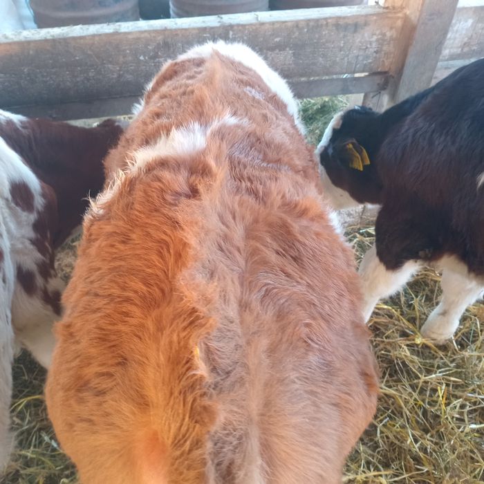 Vand 9 tauras intarcati