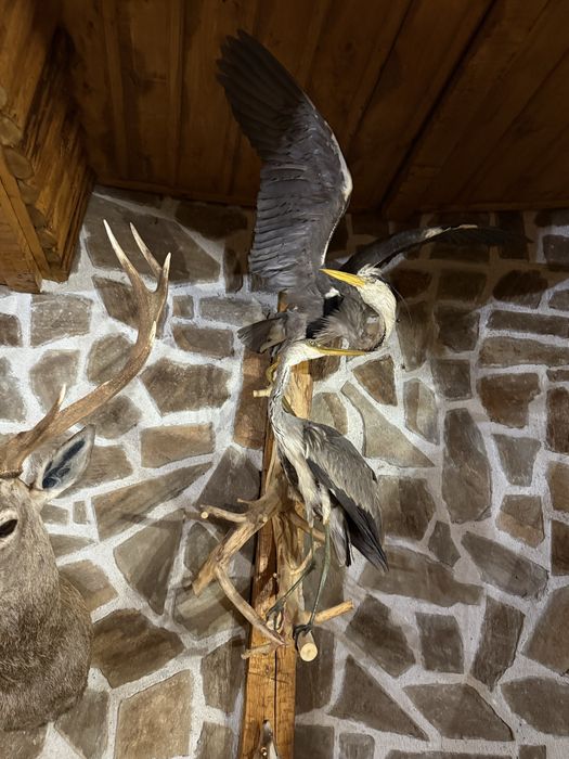 Ловни трофеи  на супер цени