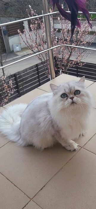 British longhair silver cu ochii verzi felisa autorizata