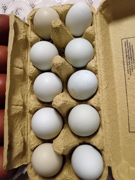 Ouă Roșii și Verzi de la găini Marans și Araucana