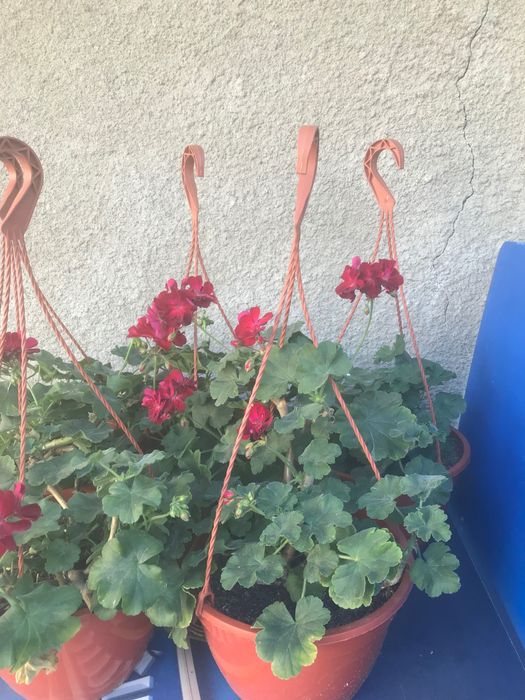 5 bucati de plante ghiveci muscate
