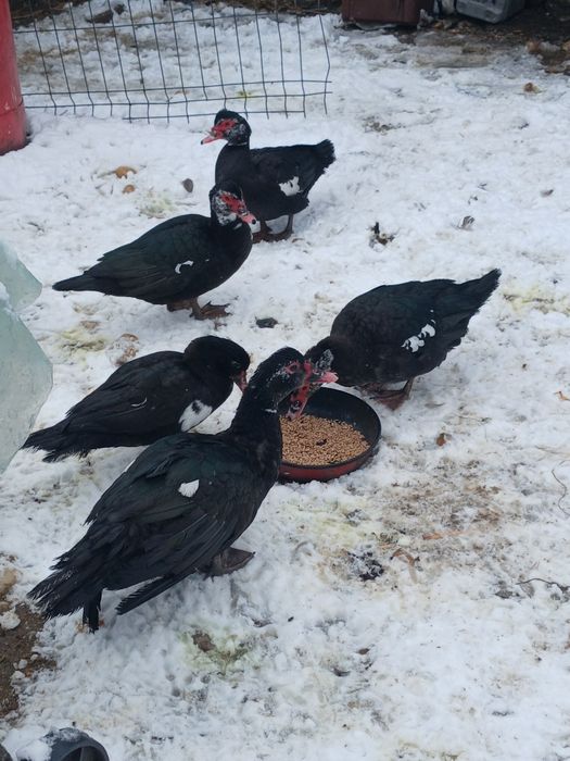 De vânzare rate lesesti