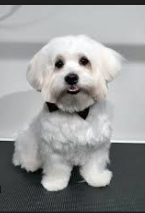 Frizerie canină ayșa