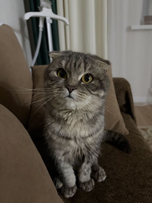 Кошка вислоухая шотландская