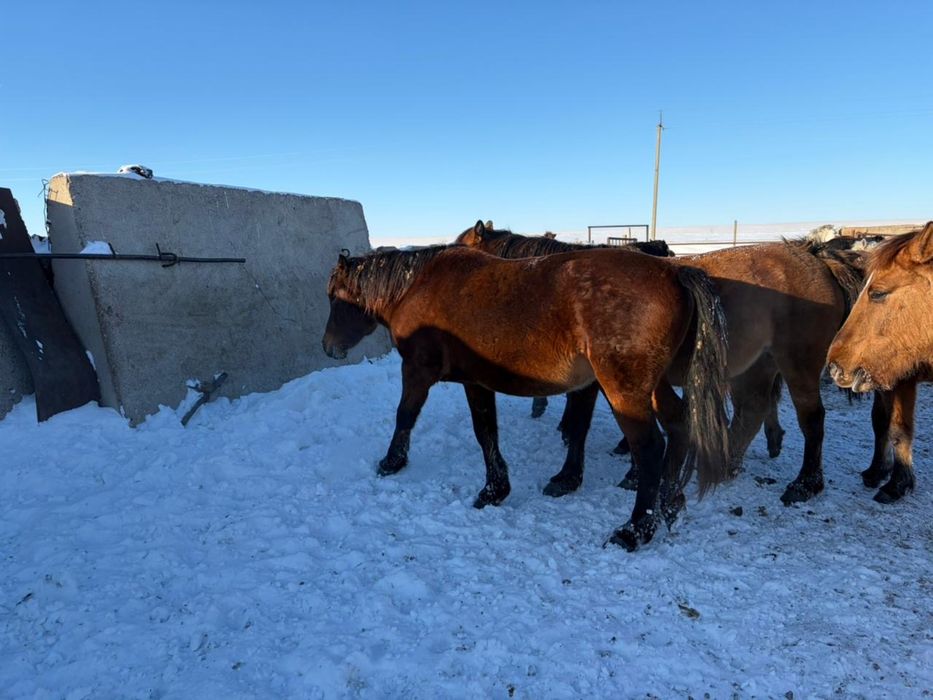 Айғыр / Жеребец продаю