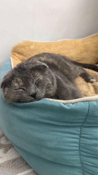 шотландская вислоухая кошка