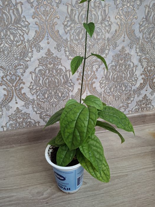 Продам комнатные цветы