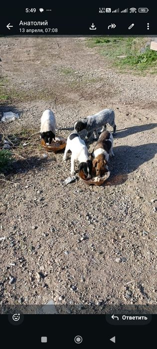 Щеночки ищут дом и любящих хозяев