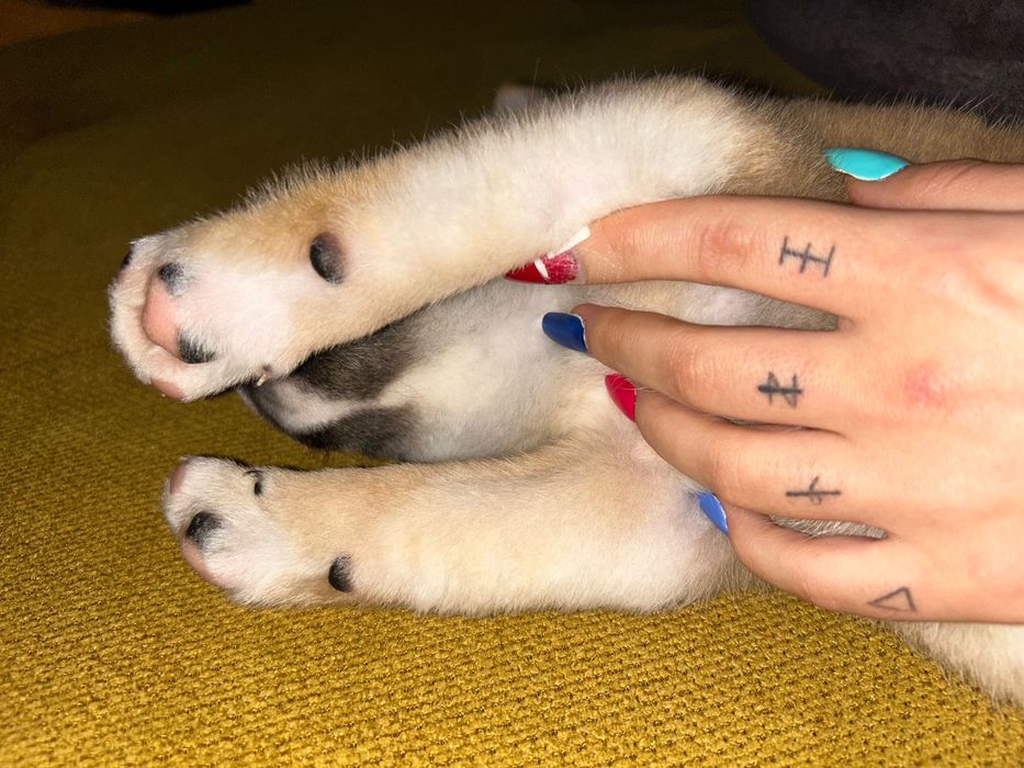 Шиба Ину момченце