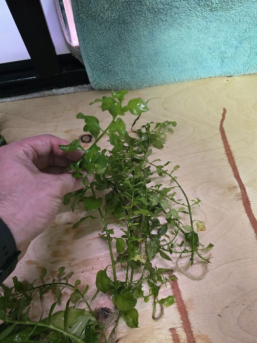 Растения для аквариума