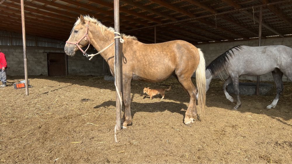 Жеребец, кунан, тай, айгыр, ат, лошадь