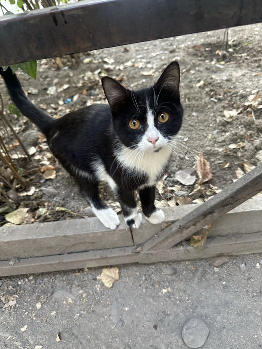 Котенок в добрые руки