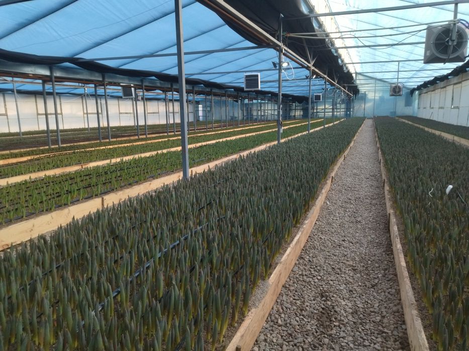 Тюльпаны и сирень оптом на 8 март с теплицы