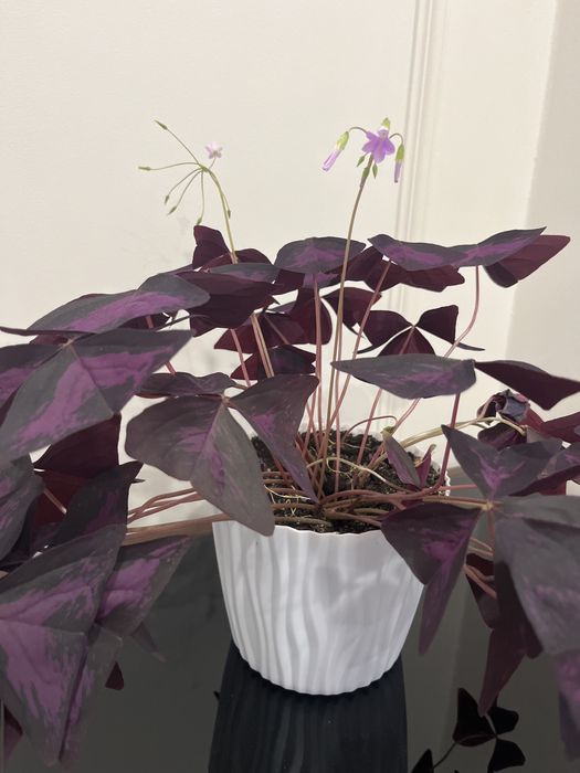 Продам комнатные цветы