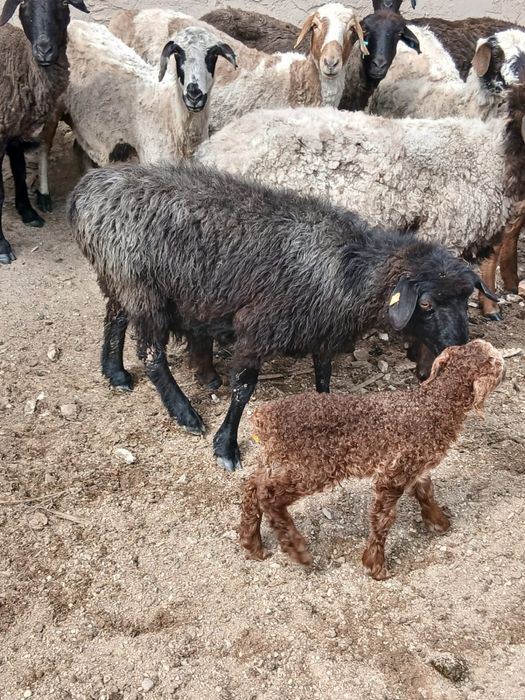 Екі қозылы кой, Екі кошкар сатылады