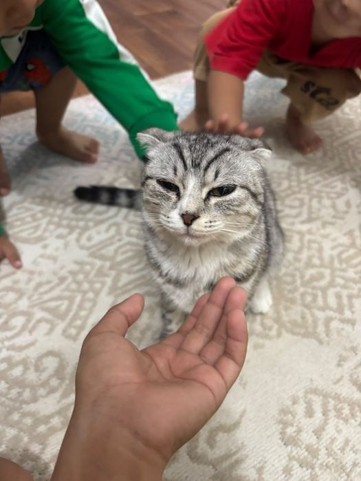 Шотландски кот домашни