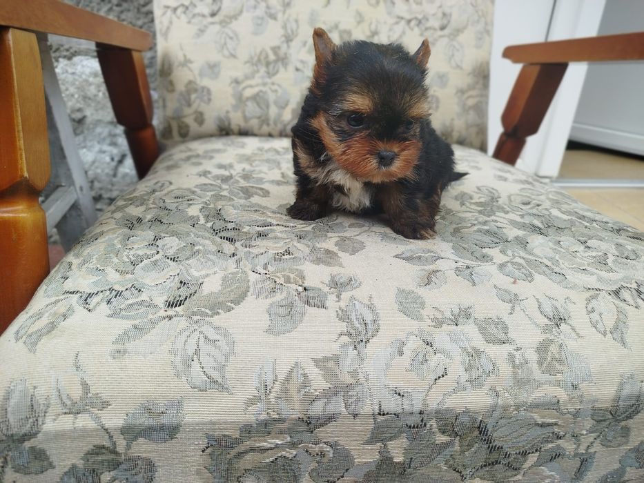 Yorkshire terrier talie mica