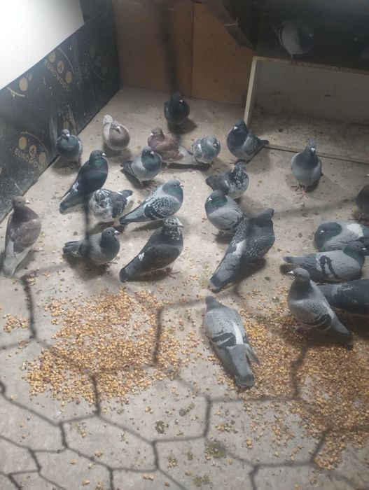 Vând porumbei 30 lei bucata care au făcut ceongrad