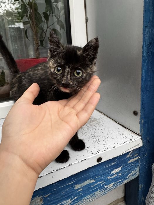 Отдам котенка девочку в хорошие руки