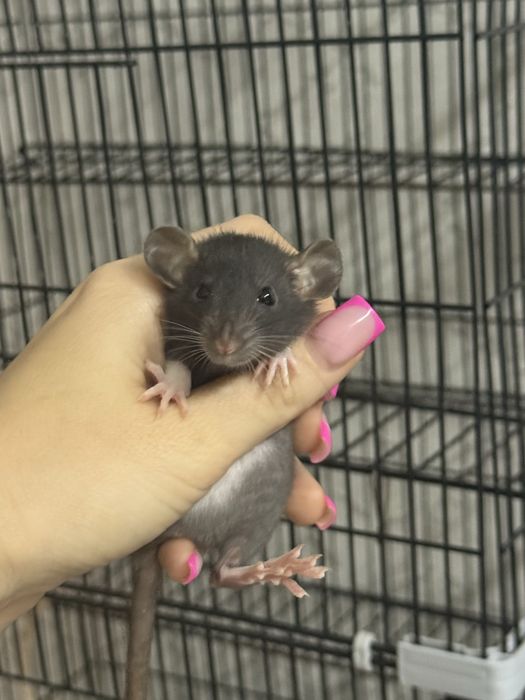 Продаю крысят Дамбо