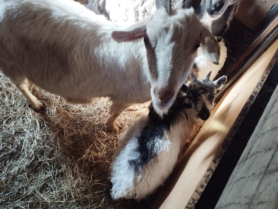 Продам коз 5 голов