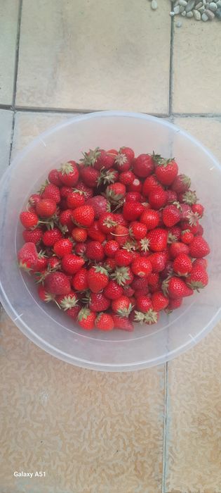 Koreyskiy bettabery yangi avlod kochatlari sotiladi