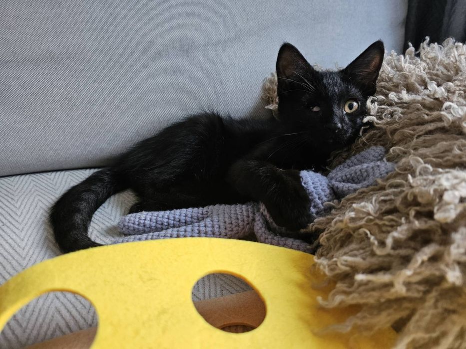Котенце момченце на 3 месеца търси дом