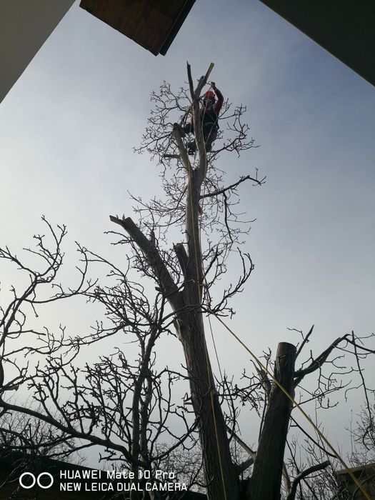 Tăiere copaci defrisari terenuri alpinist utilitar evaluare gratuita