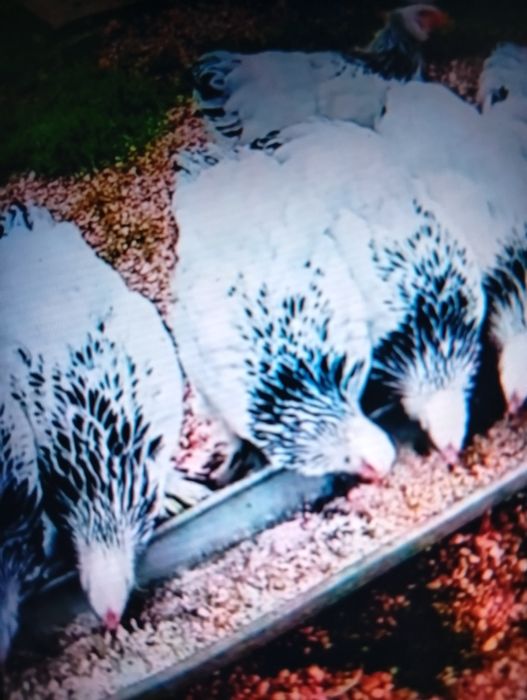 Vind puicuțe de rasă Brahman