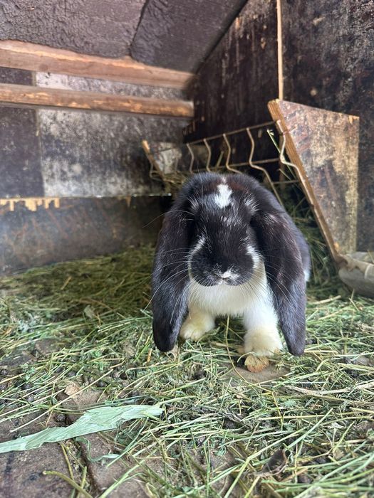 Iepuroaica berbec german de vânzare