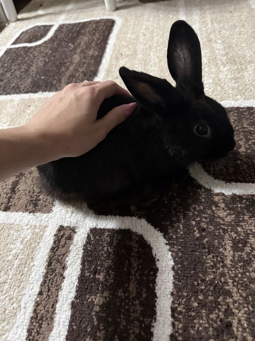 Продам двух зайчат