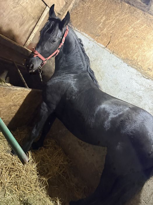 Vand iapa Frizian 3 ani