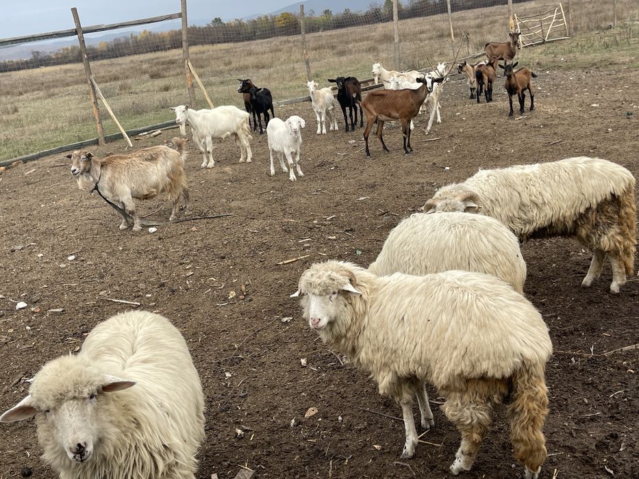 Animale de vanzare