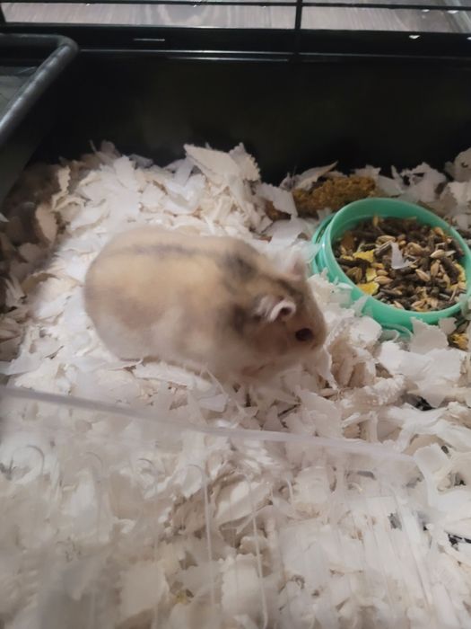 Vând hamster cu tot cu cușcă și accesorii