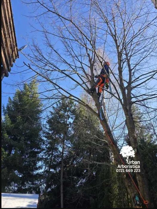 Toaletare Pomi Fructiferi Cluj Stropire Ingrijire evacuare crengi
