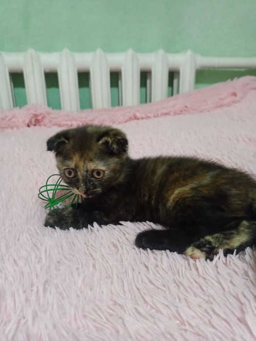 Продам милого котёнка