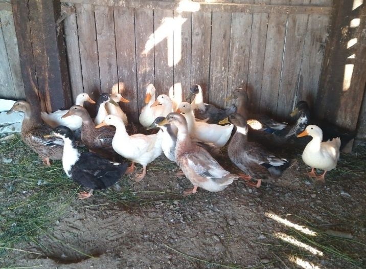 Rațoi si Rațe romanesti