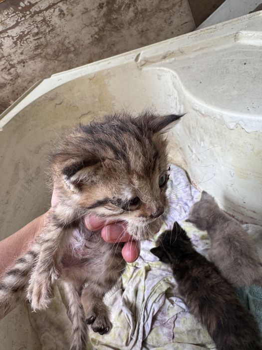 Котятя пятеро возраст около месяц