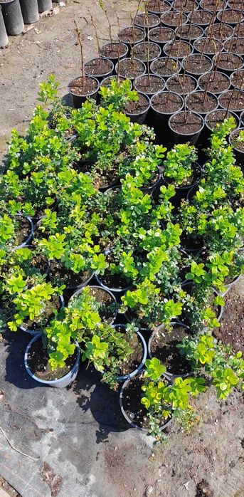 Боровинка - Разсад и Замразен плод