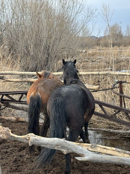 Лошадь жылкы откорм