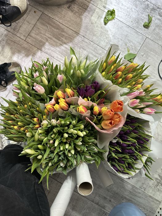 Голландские тюльпаны опт