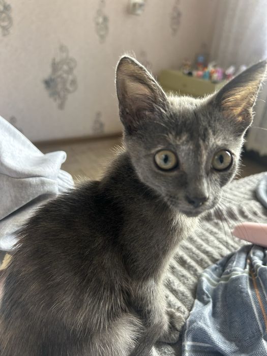Отдам котенка в добрые руки