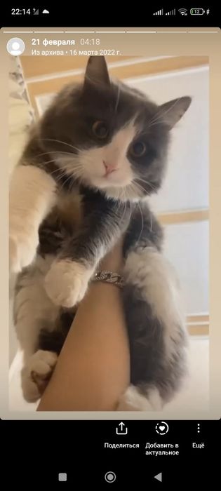 Кошка порода не знаю