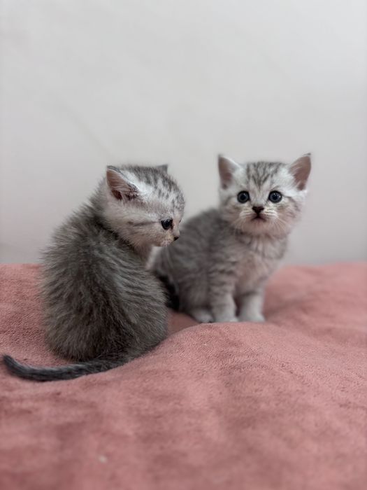 Котята Скотиш страйт