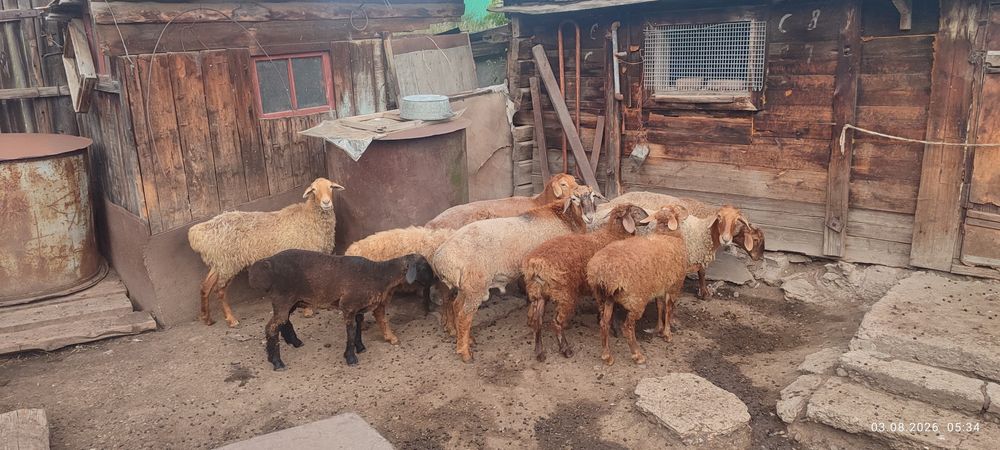 Продам баран 9 голов.